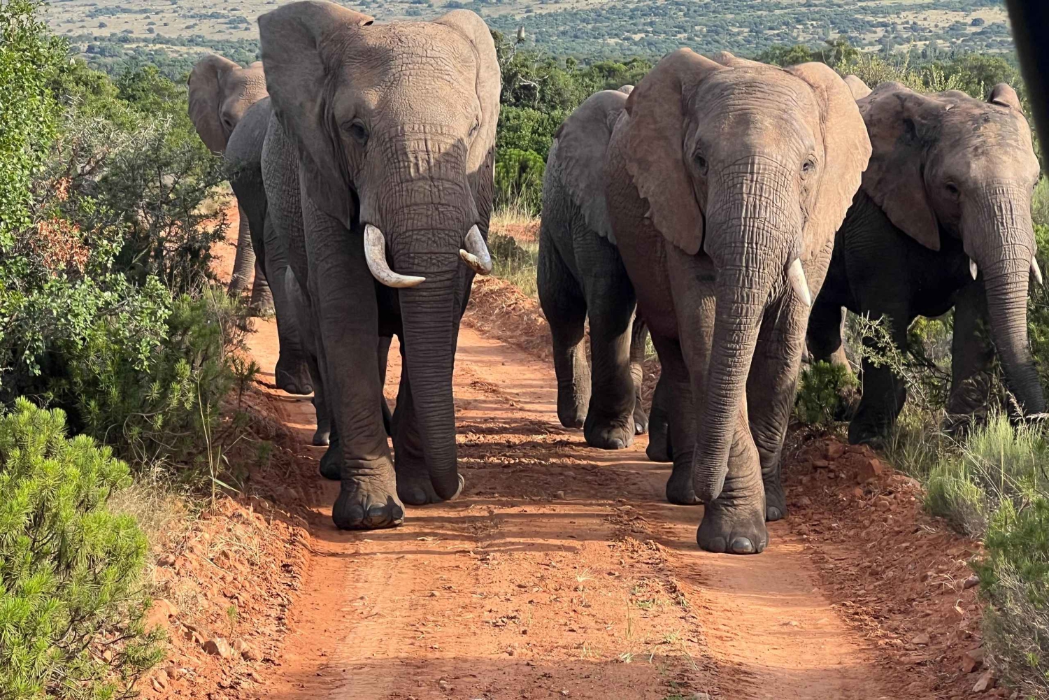 Dalle Cascate Vittoria al Parco Nazionale di Chobe, Avventura Safari