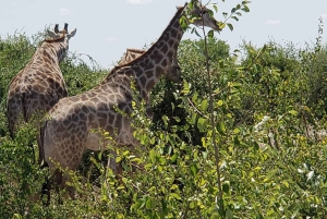 Dalle Cascate Vittoria al Parco Nazionale di Chobe, Avventura Safari
