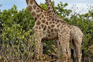 Dalle Cascate Vittoria al Parco Nazionale di Chobe, Avventura Safari