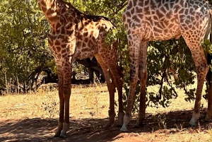 Dalle Cascate Vittoria al Parco Nazionale di Chobe, Avventura Safari
