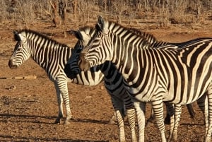 From Victoria Falls: Zambezi National Park Game Drive