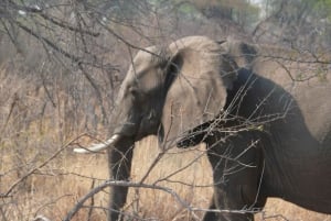 From Victoria Falls: Zambezi National Park Game Drive