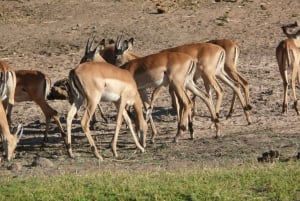 From Victoria Falls: Zambezi National Park Game Drive