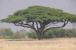 From Victoria Falls: Zambezi National Park Game Drive