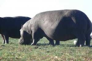 From Victoria Falls: Zambezi National Park Game Drive