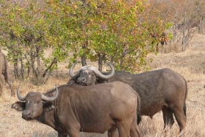 From Victoria Falls: Zambezi National Park Game Drive