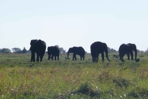 Fra Victoriafallene: Game Drive i Zambezi nasjonalpark