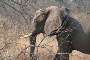 Fra Victoriafallene: Game Drive i Zambezi nasjonalpark