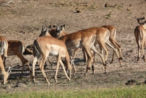 Fra Victoriafallene: Game Drive i Zambezi nasjonalpark