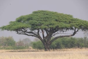 Fra Victoriafallene: Game Drive i Zambezi nasjonalpark