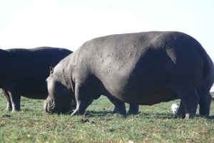 Fra Victoriafallene: Game Drive i Zambezi nasjonalpark
