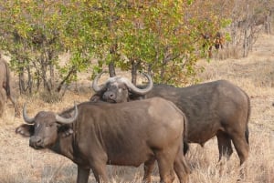 Fra Victoriafallene: Game Drive i Zambezi nasjonalpark
