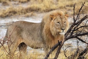 Windhoekista: 20 päivän opastettu majaretki Afrikkaan