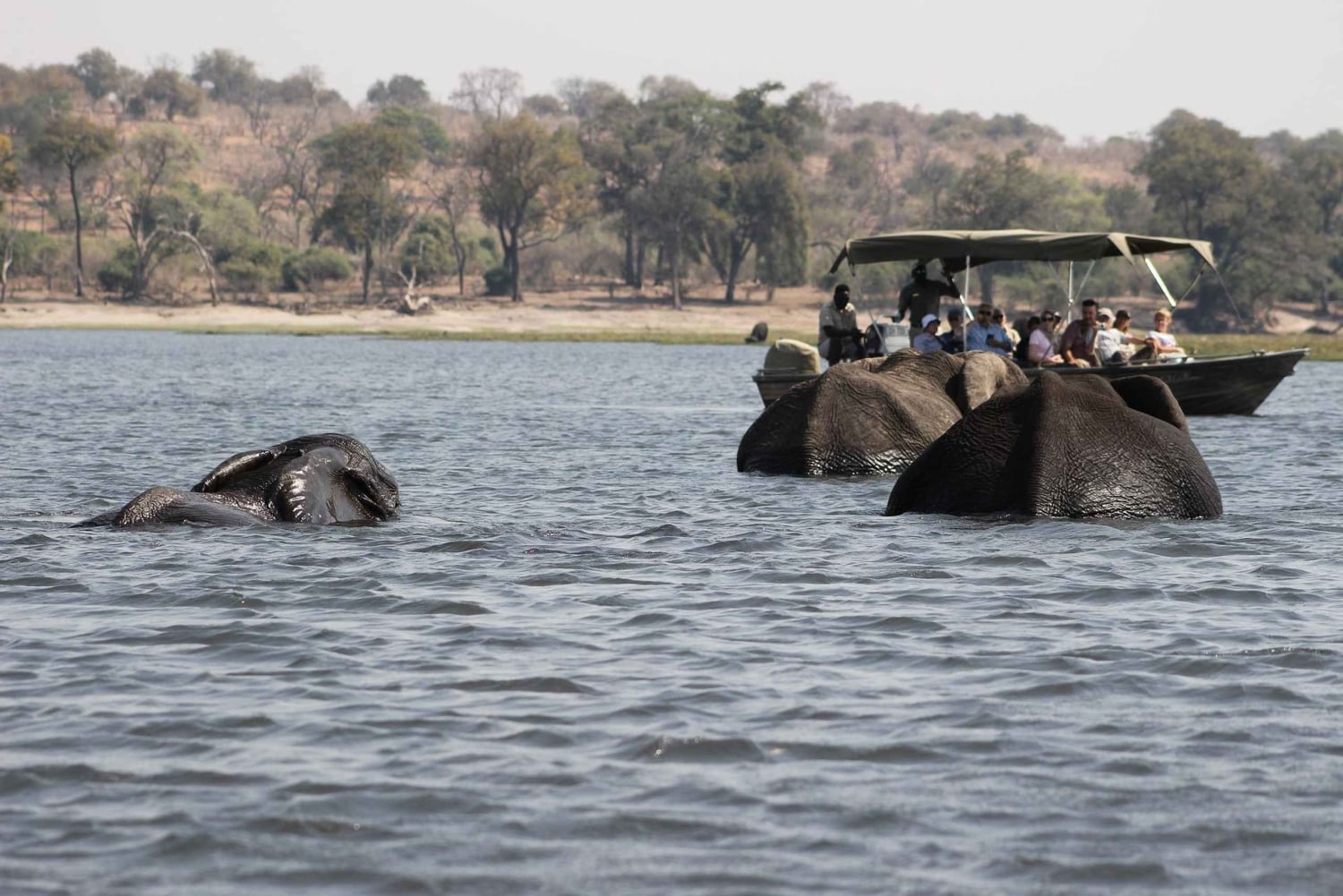 Full Day Safari Adventure in Chobe From Victoria Falls