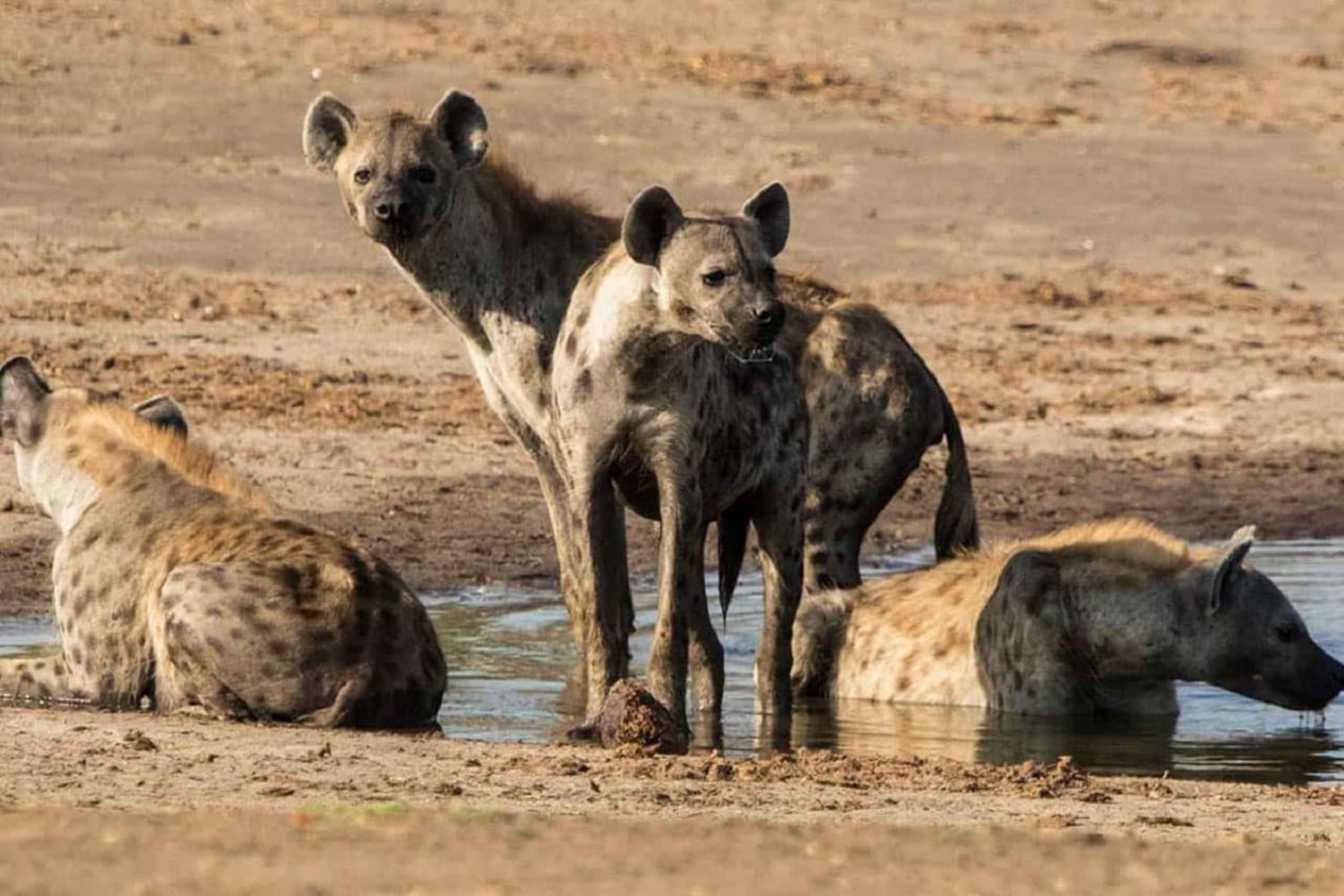 Full Day Safari Adventure in Chobe From Victoria Falls