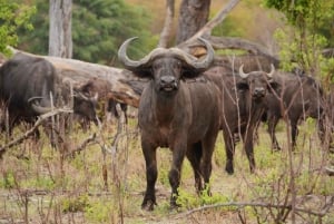 Ganztägige Safari-Abenteuer in Chobe von Victoria Falls aus