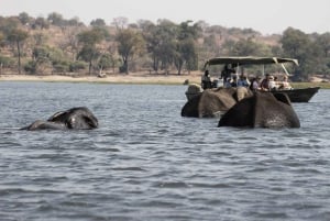 Full Day Safari Adventure in Chobe From Victoria Falls