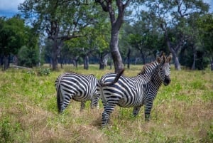 Full Day Safari Adventure in Chobe From Victoria Falls