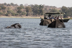 Full Day Safari Adventure in Chobe From Victoria Falls