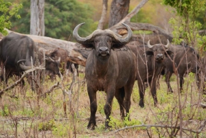 Full Day Safari Adventure in Chobe From Victoria Falls