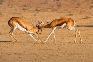 Safari i Victoria Falls