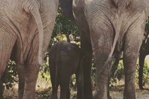 Riista-ajo - Victorian putoukset, Sambesin kansallispuisto - VIATOR