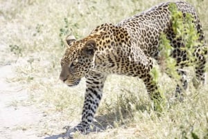 Safari -Cataratas Victoria, Parque Nacional Zambeze - VIATOR