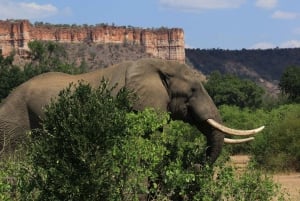 Gonarezhou Game Drive