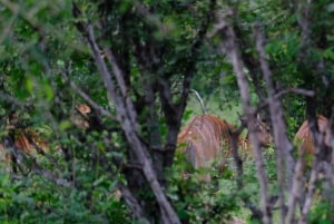 Gonarezhou Game Drive