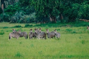 Gonarezhou Game Drive