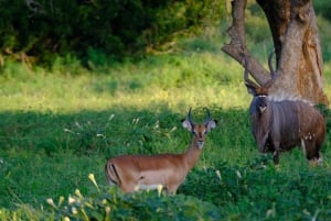 Gonarezhou Game Drive