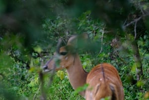 Gonarezhou Game Drive