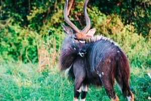 Gonarezhou Game Drive