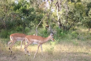 Guided Hike down the Zambezi Gorge