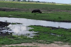 Guided tour of Victoria Falls and safari in Chobe Park