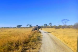 Harare: Layover Tours , Safaris &Vacation