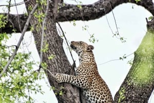 From Victoria Falls : Hwange Day and Overnight Safari