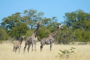 Hwange Full Day Safari from Victoria Falls