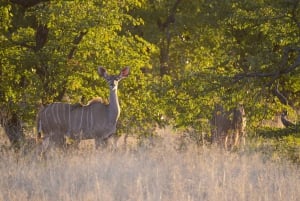 Hwange Full Day Safari from Victoria Falls