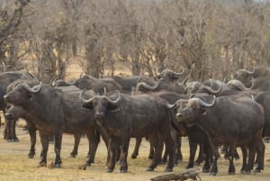 Hwange Full Day Safari from Victoria Falls