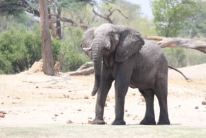 Hwange Full Day Safari Tour