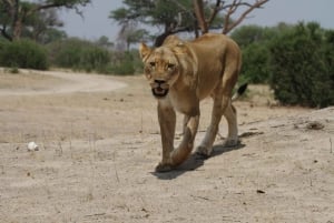 Hwange Full Day Safari Tour