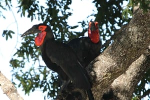 Hwange Full Day Safari Tour