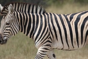 Hwange Full Day Safari Tour