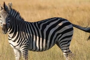 Hwange Full Day Safari Tour