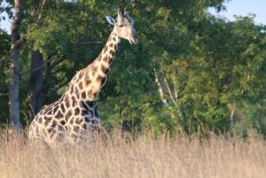 Hwange Full Day Safari Tour