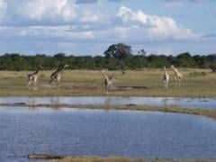 Hwange Lodges and Camping