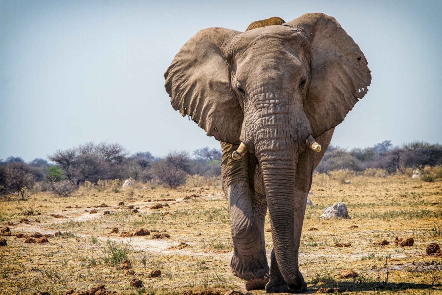 Escursione di un giorno al Parco Nazionale di Hwange dalle Cascate Vittoria