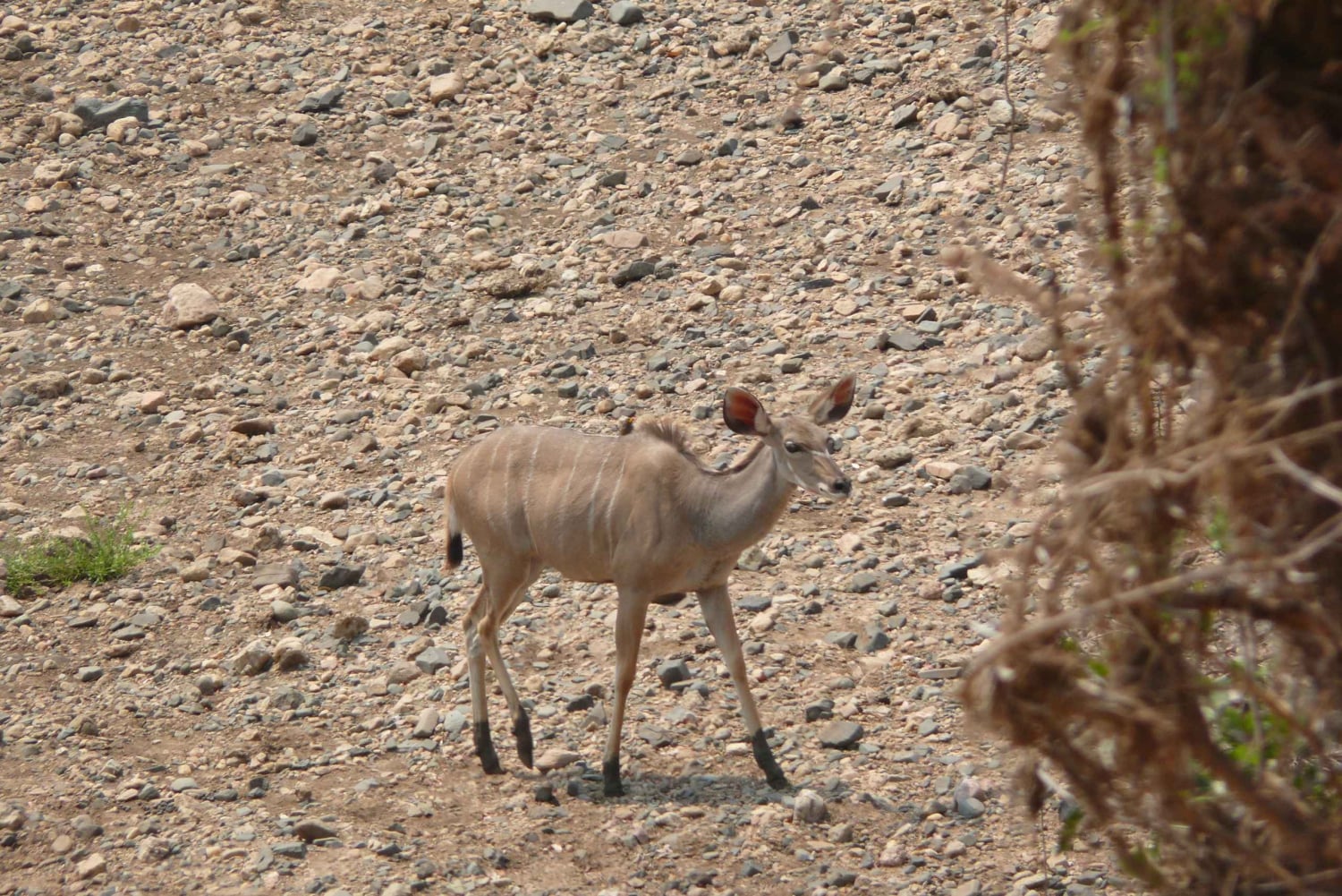 Escursione di un giorno al Parco Nazionale di Hwange dalle Cascate Vittoria