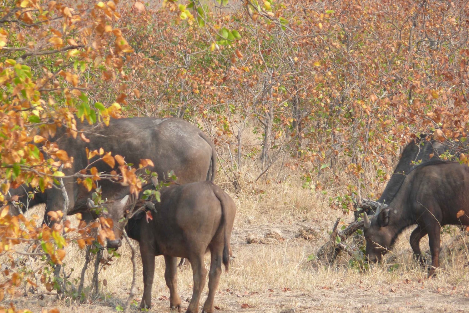 Escursione di un giorno al Parco Nazionale di Hwange dalle Cascate Vittoria
